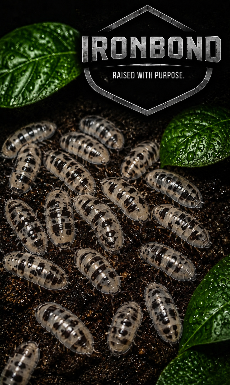 Porcellio laevis “Dairy Cow”- Live Feeders
