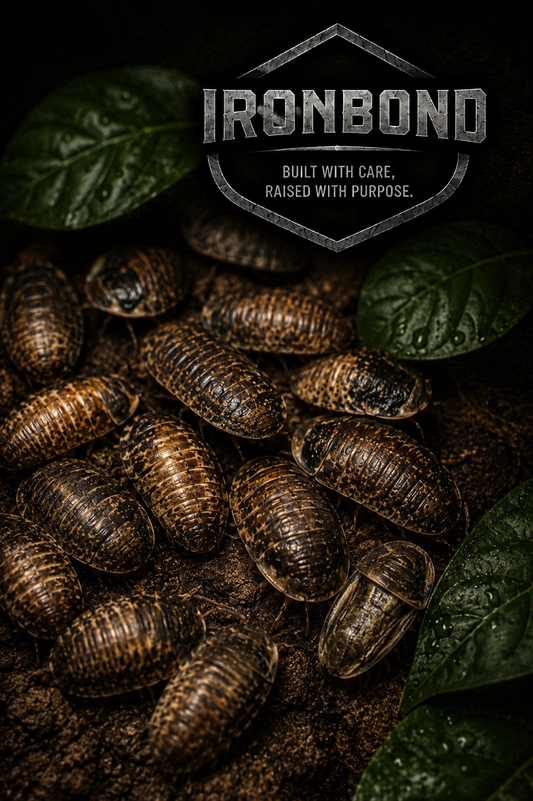 Reptile Food - Live Discoid Roaches
